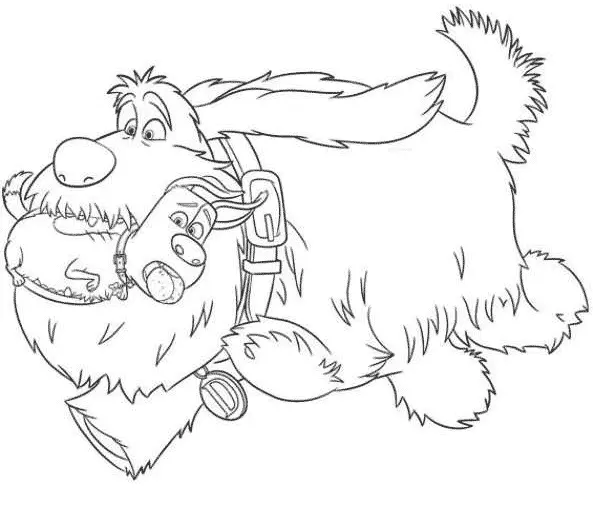 Duke e Max brincando